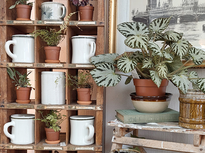 Nook & Fern